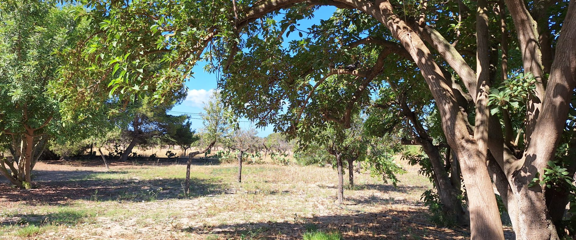 Rustic house with pool just 15 minutes from Palma